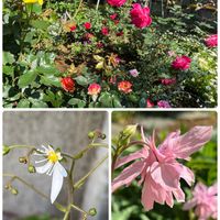 オダマキ,ノースポール,バラ,ユキノシタ,庭の花の画像