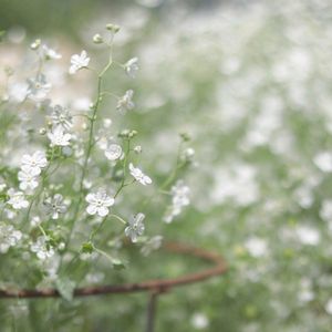 春の花,オンファロデス,フラワースタンド♡,地植え,白い花の画像