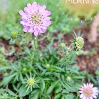 スカビオサ,スカビオサ•ピンクッションピンク,今日のお庭,花の自然の恵みで笑顔を*,庭の画像