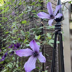クレマチス,宿根草,クレマチス 流星,鉢植え,紫の花の画像
