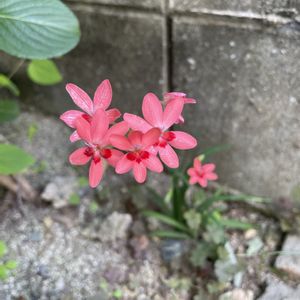 小さな花,種から,紅い花,玄関アプローチの画像