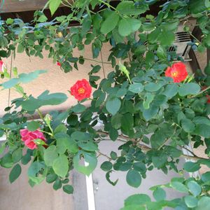 薔薇　ラバーグルト,我が家の花壇,花のある暮らし,我が家のバラ,ばら バラ 薔薇の画像