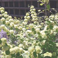 オオデマリ,大手毬（おおでまり）,マイガーデン,白い花,花のある暮らしの画像