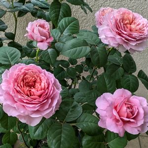バラ・ミニバラ,ばら 薔薇 バラ,花のあるくらし,おうち園芸,金曜ローズショーの画像