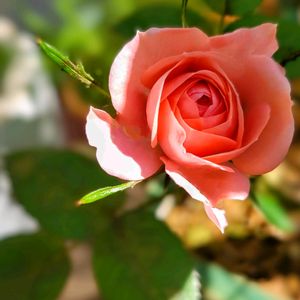 バラ,ピンクの花,ピンク❤︎ピンク,ばら バラ 薔薇,金曜ローズショーの画像