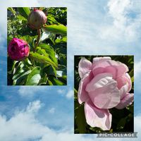 クレマチス,ボタン,ラナンキュラス,ご近所,ばら バラ 薔薇の画像