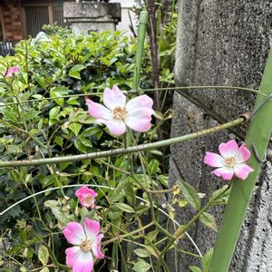 つるバラ カクテル,大阪,お花大好き♡,植物大好き,お花大好きの画像