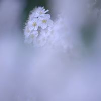 コデマリ,小手毬（こでまり）,白い花,ミラーレス一眼,ファインダー越しの私の世界の画像