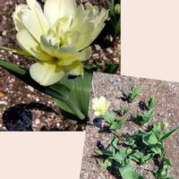 アネモネ,チューリップ,八重咲きチューリップ,バーバスカム ウェディングキャンドル,ラグランジア ブライダルシャワーの画像