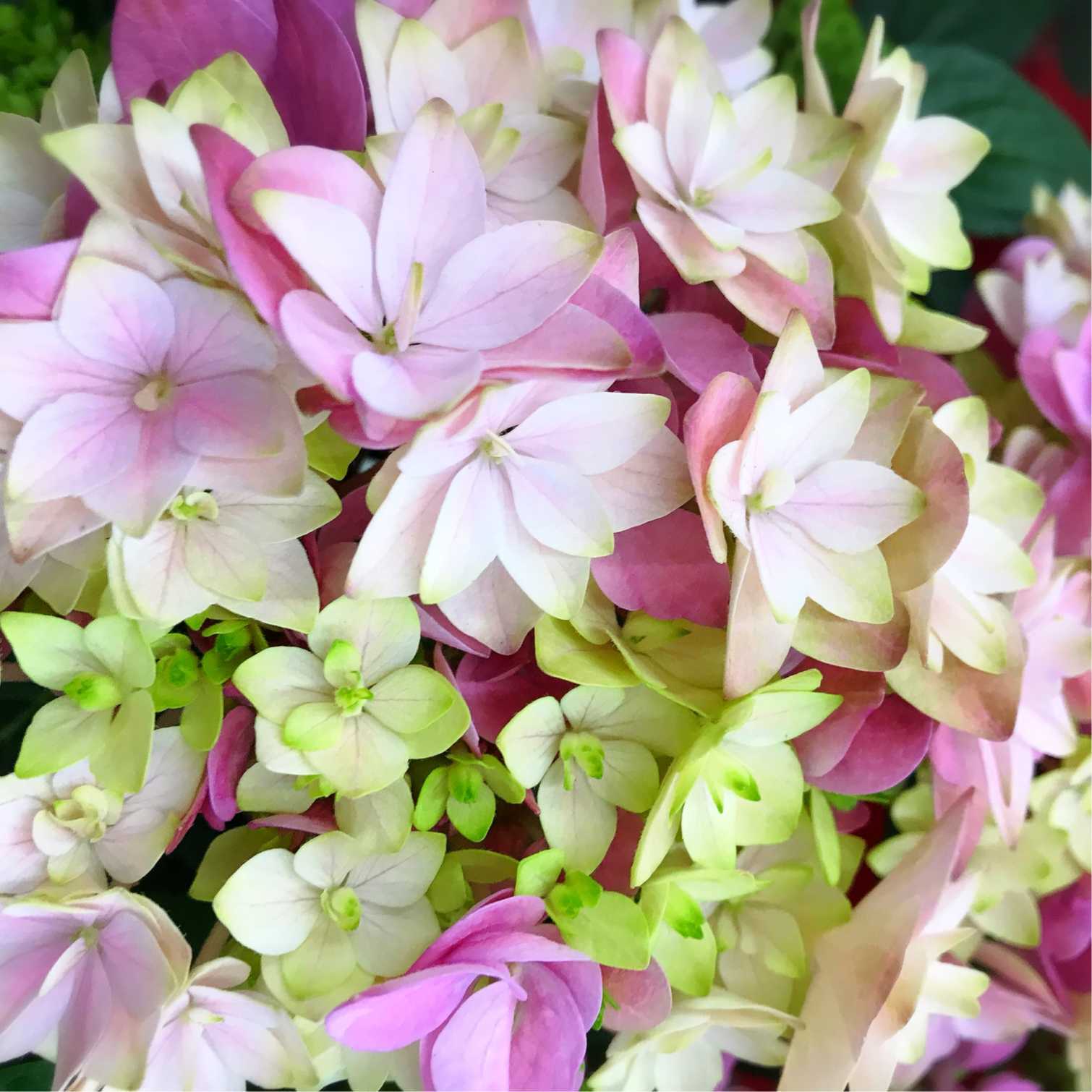 紫陽花来年用　正規品月影　星あつめ　茜雲他 星あつめ】島根オリジナル紫陽花 ⭐️4年めー｜🍀GreenSnap