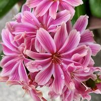 ムラサキツユクサ,レウィシア 恋花火,可愛い植木鉢,繋がりに感謝✨,花壇のお花の画像