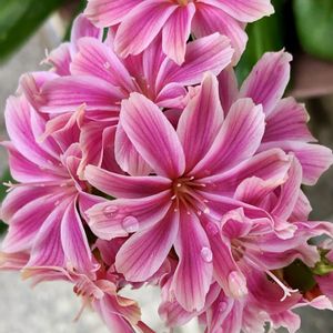 ムラサキツユクサ,レウィシア 恋花火,可愛い植木鉢,繋がりに感謝✨,花壇のお花の画像
