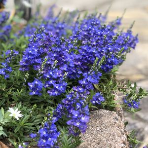 ベロニカ,我が家の花壇,☀︎記録　春の花の画像