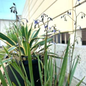 ディアネラ カッサブルー,ディアネラ カッサブルー,観葉植物,地植え,オーストラリアの画像