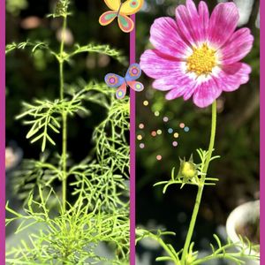 コスモス,鉢植え,咲いた！,かわいいな♡,小花の画像