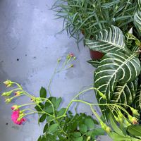 盆栽,観葉植物,鉢花,花のある暮らし,バルコニー/ベランダの画像