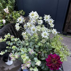 フランネルフラワー 天使のウインク,レディダリア アルナ ダークリーフ,寄せ植え,鉢植え,母の日のプレゼントの画像
