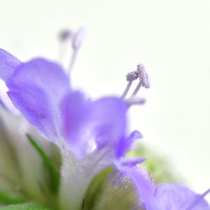スカビオサ,実生,芽 ･ 蕾の画像