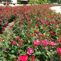 薔薇,ガーデニング,岐阜ワールドローズガーデン,庭の画像