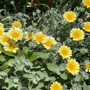 バロータ,ガザニア  ビースト   シルバーフォックス,寄せ植え,開花,PWの画像