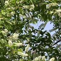 ウワミズザクラ,サクラ,ハルリンドウ,八重桜,上溝桜（ウワミズザクラ）の画像