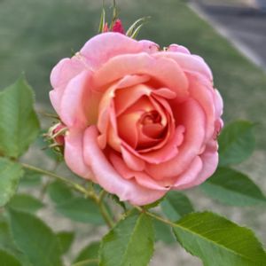 フジサン・フォーエバー,鉢植え,美しい,花のある暮らし,可愛いお花の画像