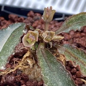 ユーフォルビア・ベガルディー,Euphorbia primulifolia var. begardii,私の癒し,実生っ子,富山支部の画像
