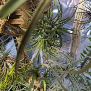 チランジア,観葉植物,エアープランツ/チランジア,窓辺の画像