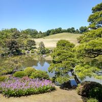 紫瀾,緑蔭,日本庭園,五月晴れ,穏やかな風の画像