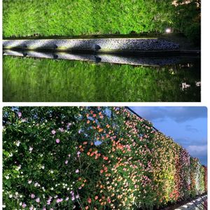 花のある暮らし,山野草大好き,2019同期,お出かけ先の画像