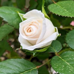 White rose,ベランダガーデン,素敵な色合い,バラ・ミニバラ,バラのある暮らしの画像