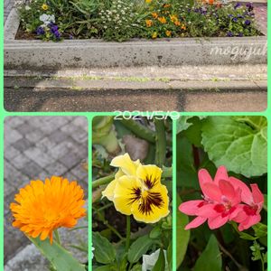花色,遊歩道沿いの花壇,お顔がこんにちは,Google Pixel 5a使用,お出かけ先の画像