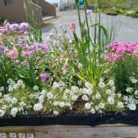 寄せ植え,北海道,ルフィーガーデンへ,家庭菜園の画像