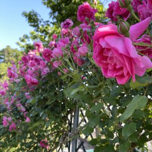 ナチュラルガーデン,ロザリアン,バラを楽しむ,庭活,小さな庭の画像