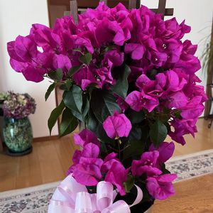 紫陽花,ナチュラルガーデン,花のある暮らし,ハイビスカス♡,しぞーか勢の画像