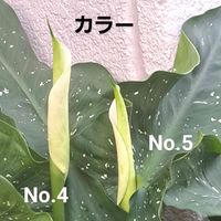 カラー,桜吹雪 アナカンプセロス,なんでしょう？,スプレーバラ　エクレール,ブラシの木（金宝樹）の画像