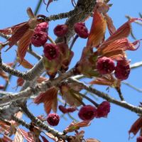 サクラ,釧路八重桜,さくら サクラ 桜,さくら 桜 サクラ,金曜日の蕾たちの画像