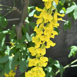 キバナフジ,植木鉢,黄色,垂れ下がる花,マメ科キングサリ属の画像