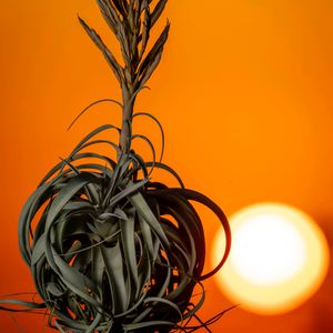 キセログラフィカ,珍奇植物,多肉・サボテン,エアープランツ/チランジア,ミラーレス一眼の画像