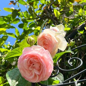 ピエールドゥロンサール,美しく青きドヨウ,ピンクワールドへ ようこそ,明日はきっと良い日になる,ワクワクの花たちの画像