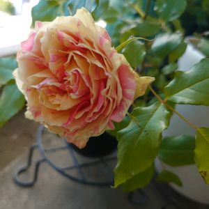 ミニバラ,絞りのバラ,ばら バラ 薔薇の画像