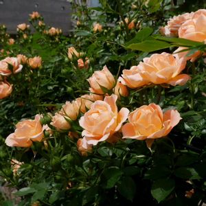 ミニバラ,スイートドリーム,バラ スイートドリーム,かわいい,花のある暮らしの画像