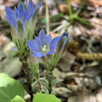フデリンドウ,山野草,植物のある暮らし,繋がりに感謝✨,青い花マニアの画像
