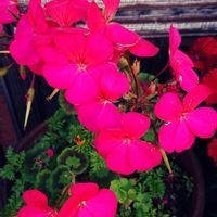ゼラニウム,ナデシコ,鮮やかな色,初夏の花たち,花友さんへの画像