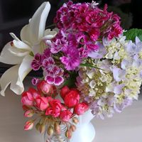 ナデシコ,チューリップ咲きゼラニウム ,すかしゆり,可愛い,紫陽花 アジサイ あじさいの画像