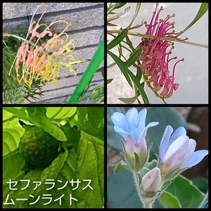 オキシペタラム,グレビレア  ブロンズランバー,鉢植え,地植え,四季咲きの画像
