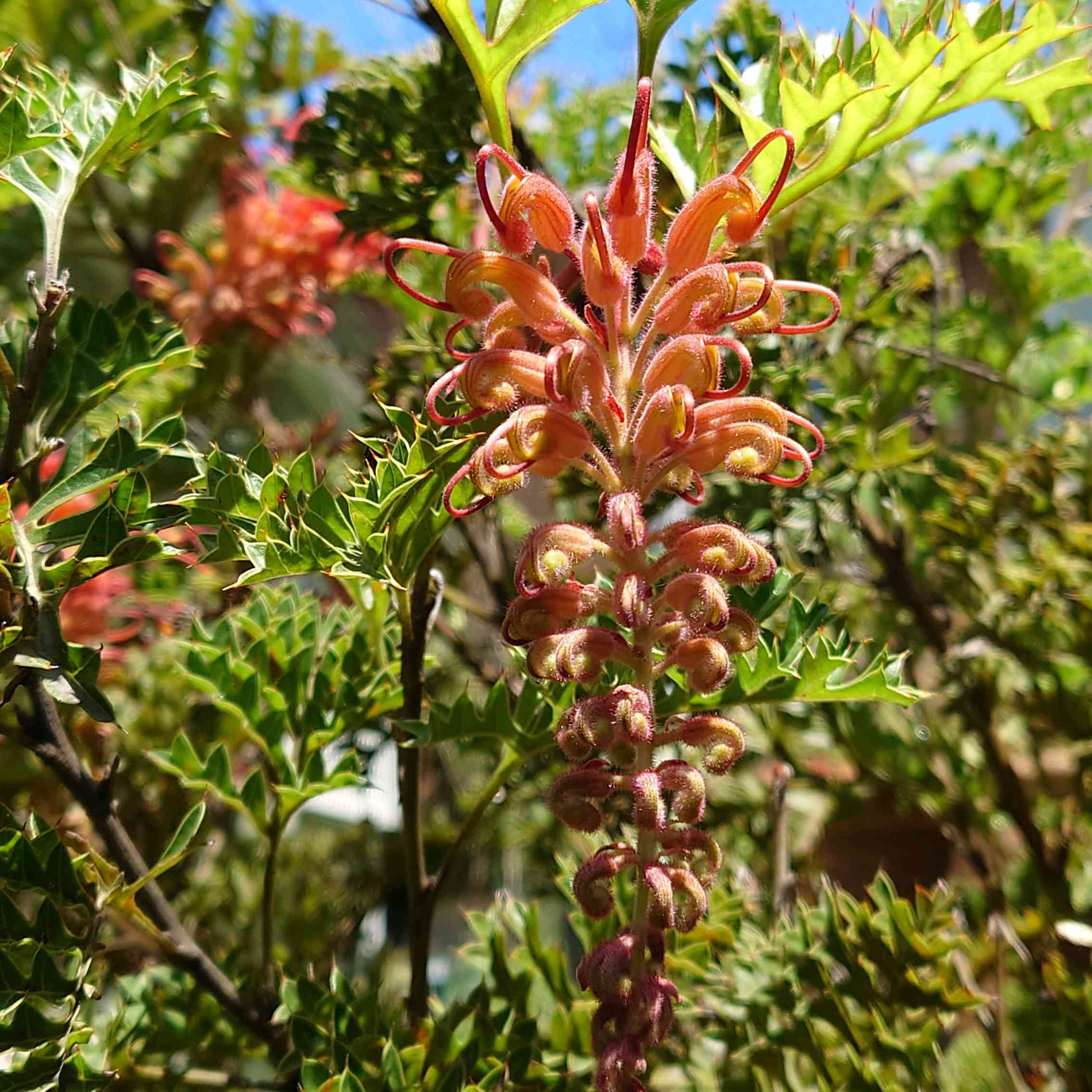 グレープ グレヴィレアの一覧｜🍀GreenSnap（グリーンスナップ）