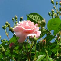 タイツリソウ,ルピナス,薔薇,寄せ植え.,薔薇の花のアーチの画像