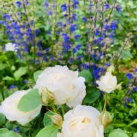 クレアオースチン,バラ クレアオースチン,白い薔薇　花言葉は深い尊敬,ローズガーデン,初夏の訪れの画像