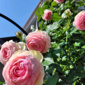 バラ サンセット・グロウ,バラ・ピエールドゥロンサール,ばら バラ 薔薇,バラ・つるアイスバーグ,芝の庭の画像